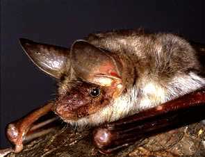 Myotis sp.